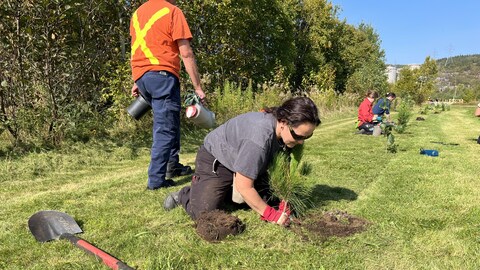 Une femme plante un pin dans un terrain gazonné. 