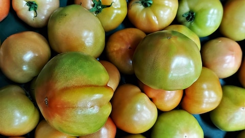 Plusieurs tomates infectées par le virus du fruit rugueux brun.