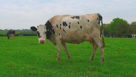 Vache dans un champ.