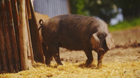 Un porc se promène à la ferme