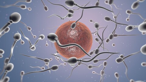 Une illustration de spermatozoïde.
