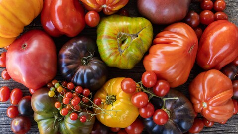 Différentes variétés de tomates de type ancestral.