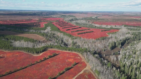 Des images aériennes qui montrent les limites entre les champs de bleuets et la forêt.