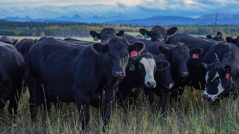 Vacas en Alberta.