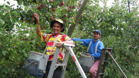 Dos hombres cosechan manzanas.