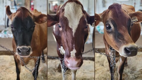 Montage de trois plans rapprochés de vaches.