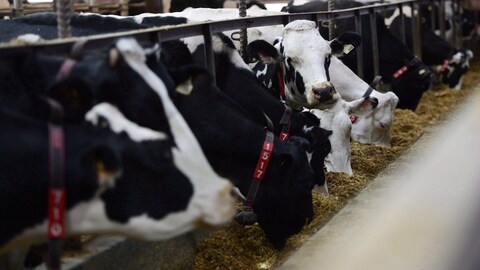 Des vaches laitières.