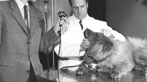 Le journaliste Lars Berglund de Radio-Canada International interviewant un vétérinaire de l'Hôpital Baker pour les animaux à Montréal. Sur la table de traitement de la clinique, un chien couché relève la tête vers le vétérinaire.