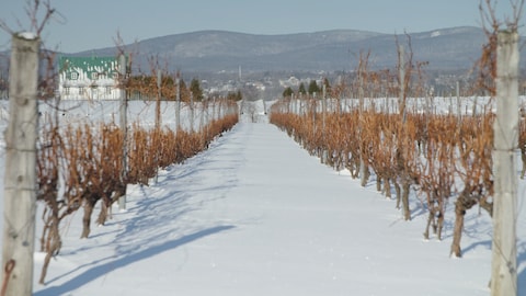 Des rangées de vignes sous la neige.