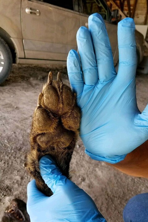 Une patte de l'animal. Une patte de l'animal.