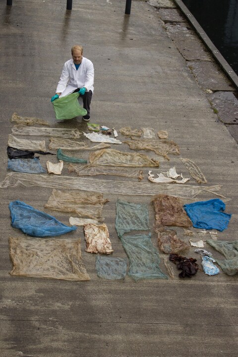 Un chercheur norvégien étend sur un quai des sacs de plastique retrouvés dans l'estomac d'une baleine. Un chercheur norvégien étend sur un quai des sacs de plastique retrouvés dans l'estomac d'une baleine.