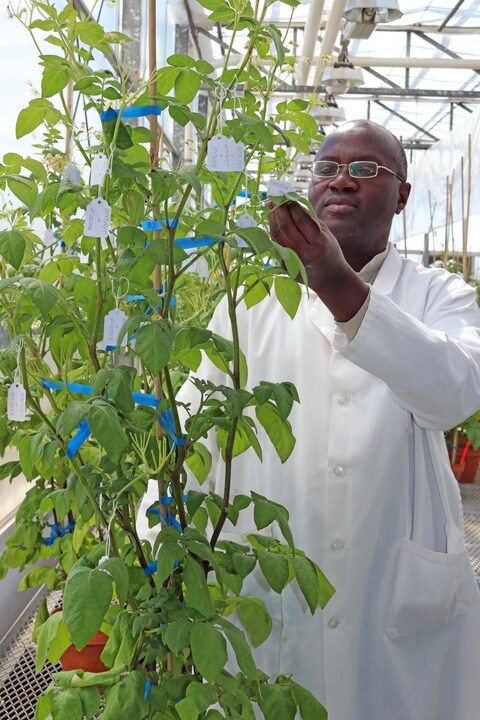 Le chercheur regarde un plant de pomme de terre. Le chercheur regarde un plant de pomme de terre.