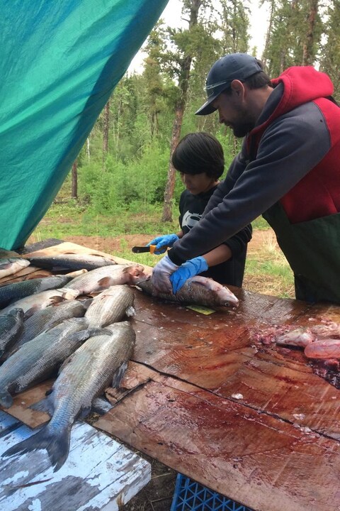 Un enfant apprend à éviscérer un poisson Un enfant apprend à éviscérer un poisson