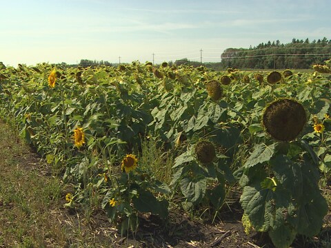 champ de tournesols en bordure de route champ de tournesols en bordure de route