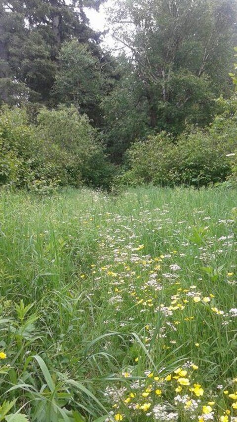 Un sentier envahie d'herbes hautes et de mauvaises herbes Un sentier envahie d'herbes hautes et de mauvaises herbes