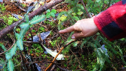 Un doigt pointé vers un collet à lièvre en pleine forêt