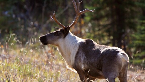 Un caribou dans un champ.