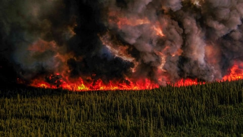Photo d'un feu de forêt.