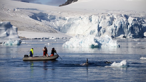 Une équipe de tournage qui film des baleines près des glaciers
