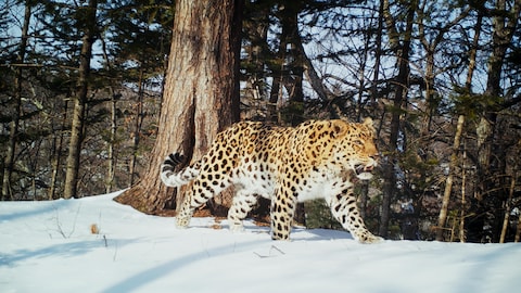 Leopard qui marche dans la neige.