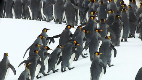 Des pingouins qui grimpent dans la neige.