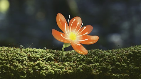 Une fleur orange.