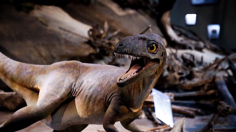 Une statue d'un jeune tyrannosaure dans un musée.