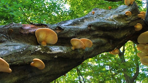 Un arbre remplit de champignons.