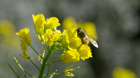 Une abeille qui butine une fleur jaune.