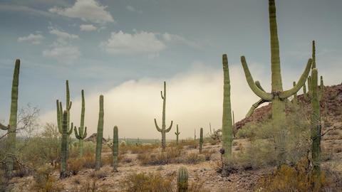 cactus et plantes désertiques.
