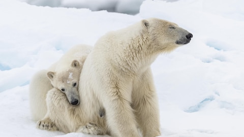Deux ours polaire dans la neige.