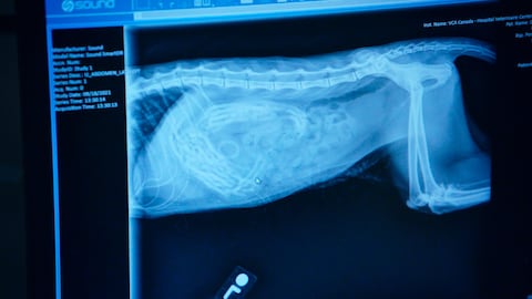 Une radiographie de chat.