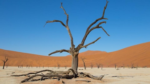 Un arbre sec et ses racines qui sortent du sable dans un désert de Namibie.