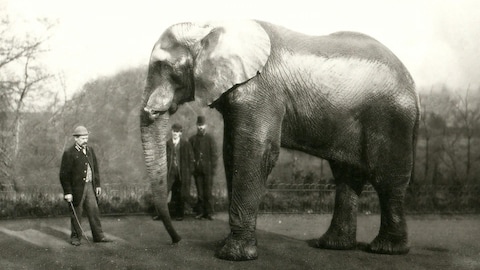 Un très gros éléphant.
