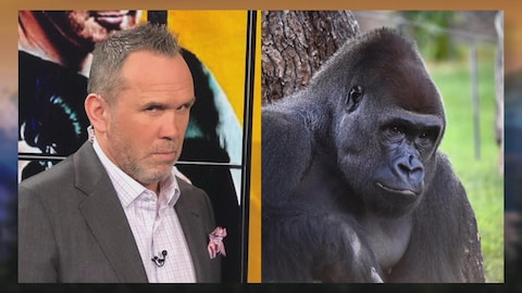 Deux photos, une de Dave Morissette et l'autre d'un gorille.
