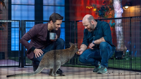 Sur le plateau de l'émission Les poilus, Mathieu Lafontaine est accroupie devant un kangourou.