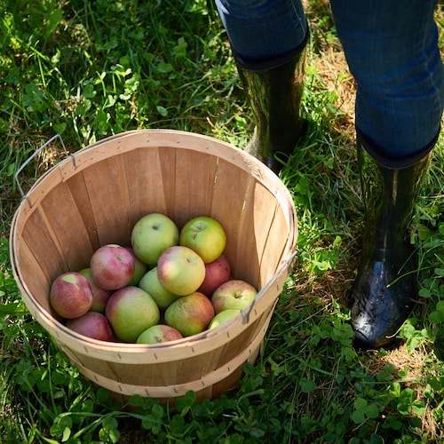 Une personne a cueilli des pommes dans un verger. Elle a déposé les fruits dans un panier. 