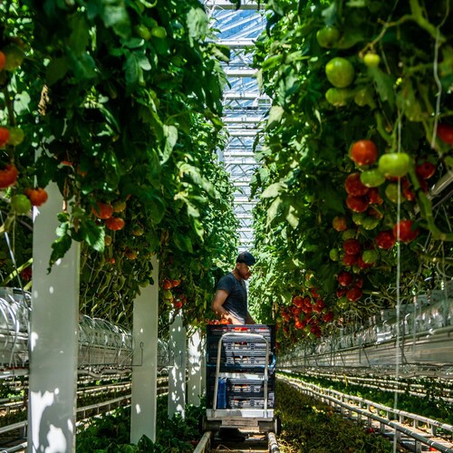 Un employé récolte les tomates mûres de la journée dans une serre de Lufa.
