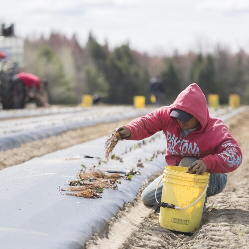 Un travailleur mexicain travaille sur une ferme québécoise.