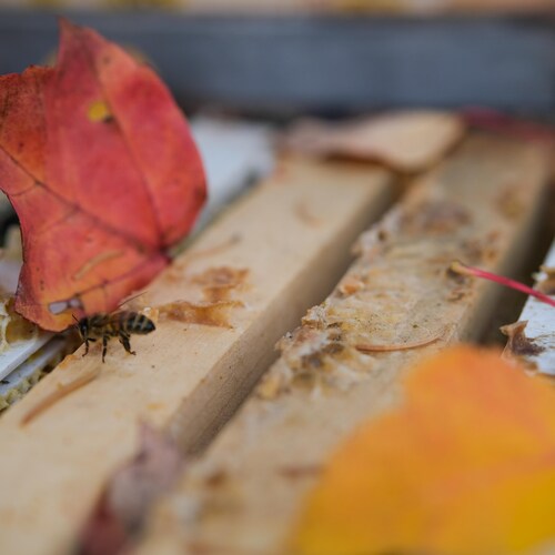 Un couple d'apiculteurs de Val-Alain met en valeur les parfums nobles du patrimoine végétal québécois dans chacun de leur miel.