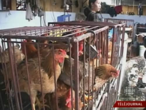 Des poules dans des cages dans un marché asiatique et une commerçante à l'arrière-plan. 