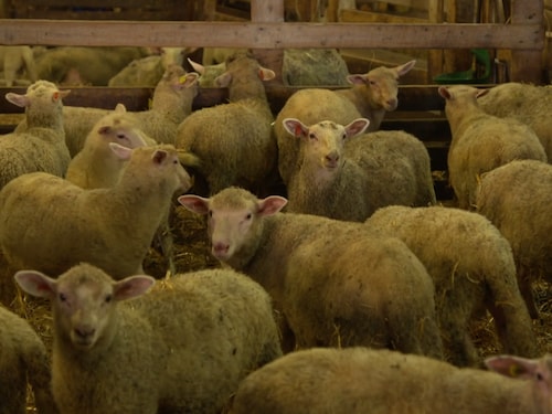 Un troupeau d'agneaux de Charlevoix qui ont obtenu l'appellation d'indication géographique protégée dès 2009. 