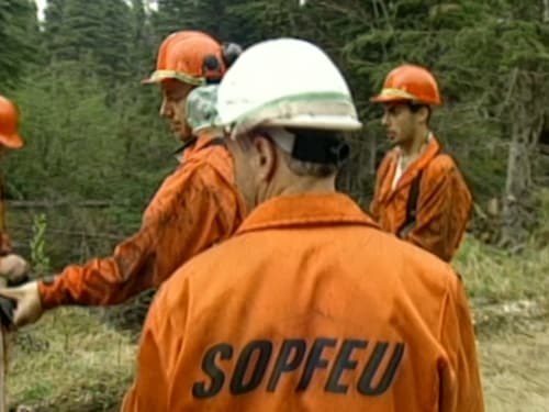 Groupe de pompiers en forêt, en combinaisons orange. Un pompier vus de dos avec l'inscription SOPFEU sur sa combinaison. 