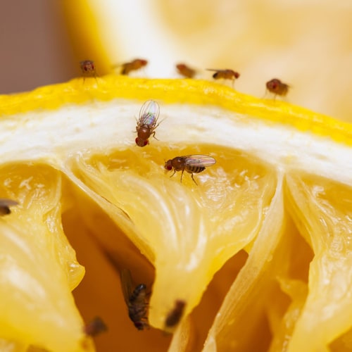 Des mouches à fruits se posent sur un quartier d'agrume.