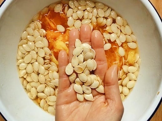 Des graines de citrouille se faisant nettoyer dans un bol d'eau.