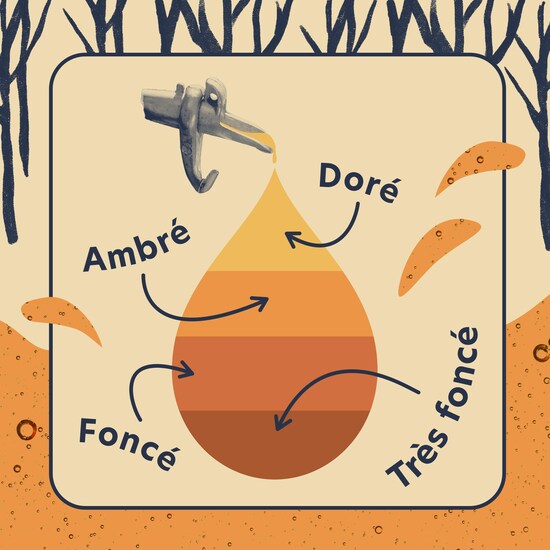 Un goulot avec une goutte de sirop d'érable dans laquelle sont listées toutes les classes de sirop :doré, ambré, foncé et très foncé.