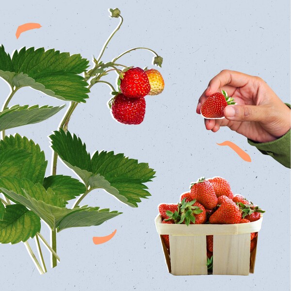 Illustration d'une main qui cueille une fraise sur un plant. On voit également un casseau de fraises en bois rempli de fruits rouges.