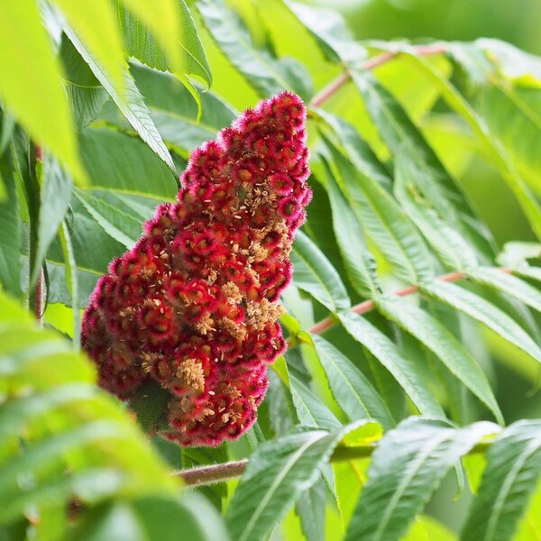 Des branches de sumac vinaigrier avec des feuilles et au milieu de celles-ci, un fruit velu à forme conique.