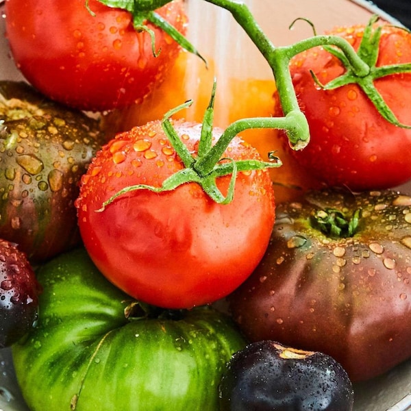 Plusieurs tomates de diverses couleurs dans une passoire qui viennent de se faire laver. 