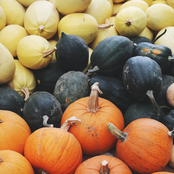 Un étalage de plusieurs types de courges.